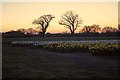 Daffodil Fields in Woodbastwick in NR13 6AL