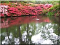 Still Pond, Isabella Plantation, Richmond Park in TW10 5HP