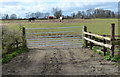 Field and horses along Swinford Road in LE17 4JZ