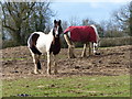 Horses near Thornhill Stud in LE17 4JZ