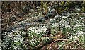 Snowdrops (Galanthus nivalis) in AB56 5UP
