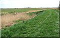 Path along the River Yare south of Cantley in NR14 6DG
