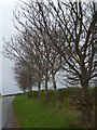 Grass verge with young trees in EX20 2AA