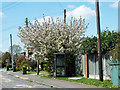 Cherry tree and phone box in Noak Hill