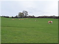 Cattle grazing near Upper Bottom farm in HP8 4NT