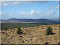 Young conifers on hill slope in IV19 1LG
