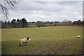 Sheep near Toll Wood in TN33 9QB