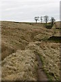 Old deer ditch, Musbury Clough in BL7 0JJ