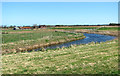 Marsh pastures by Mill House Farm, Acle in NR13 3AZ