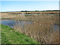 Reeds beside the River Bure, Acle in NR13 3AZ