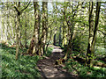 Path, Swan Wood in CM4 9TB
