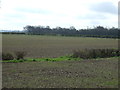 Farmland, East Moor Leazes in DH1 5SG