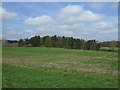 Farmland and woodland off Wheatleywell Lane in DH3 4EQ