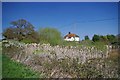 A Reedy Pond in Tolleshunt Major in CM9 8FD