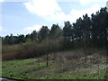 Woodland beside the A693 in DH2 1PS