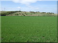 Farmland, Urpeth in DH2 1TQ