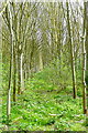 Ash plantation at Cadwell Farm in OX49 5NT