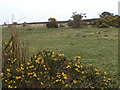 Gorse bushes in flower on the moor in PL19 0LN