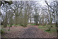 Footpath through the woods in TN33 9BF