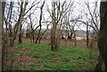 Woodland by the footpath in TN33 9BF