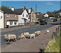 Sheep crossing High Street, Bream in GL15 6HP