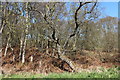 Woodland near Low Drumbawn in DG9 9ND