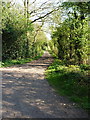 Byway in Normanton Wood in Ravenstone with Snibstone