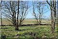 Woodland & Farmland near Drumbreddan in DG9 9PD