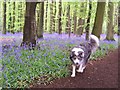 Bluebells in Cawston woods in May in CV22 7SQ