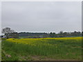 Oilseed rape at Doxford Farm in NE67 5DY