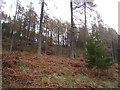 Larch woods, Allean Forest in PH16 5NR