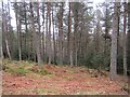 Scots pine woodland, Allean Forest in PH16 5NR