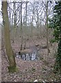Woods near Sanham Green in RG17 0RR