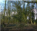 Small wood along Ullesthorpe Road in LE17 5JD