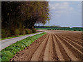 Potato Field next to Kirby Plantation in YO17 8DB