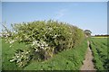 Footpath and May Blossom in Great Totham