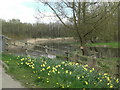 River Avon downstream from Figheldean Bridge in SP4 8JX