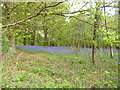 Breamore Wood, bluebells in SP6 2DF