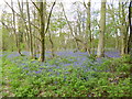 Breamore Wood, bluebells in SP6 2DB