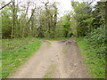 Breamore Wood, track junction in SP6 2DB