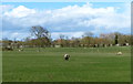 Sheep pasture near Bitteswell in LE17 4SQ