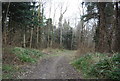 Byway through Link Wood in TN33 9QN
