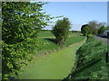Drain beside the Old Pawlett Road in TA9 3RH