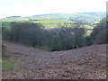 Bracken covered slope in SY10 7NU