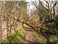 Fallen tree on Cupar to Ceres footpath in KY15 5YU