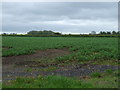 Crop field off the B4461 in BS35 3JY