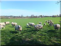 Texel ewes and lambs in SY10 7LW