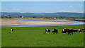 Dairy cattle by the Severn in GL2 3SN