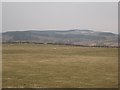 Grassland,  Annieston in Symington (South Lanarkshire)