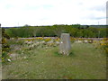 Holt Heath, trig point in BH21 7LB
